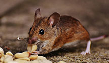24 Hour & Emergency Exterminators in Pruitt, AR